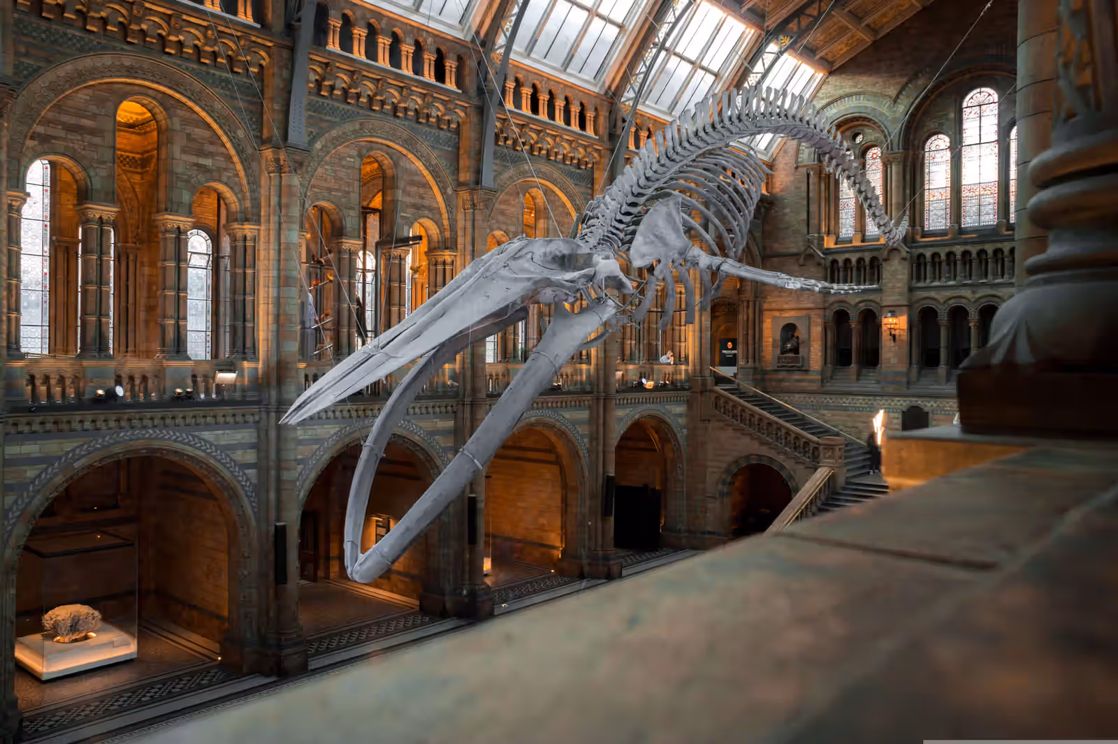 CFLA - Natural His Museum
