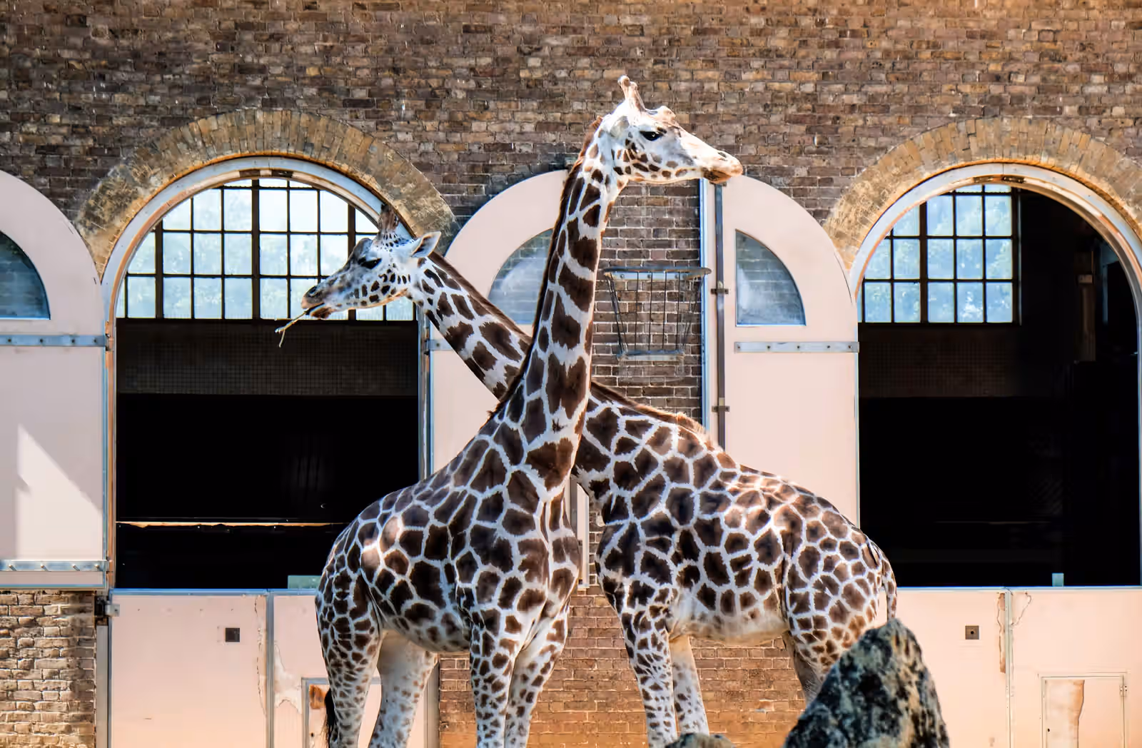 CFLM - 2 Giraffes