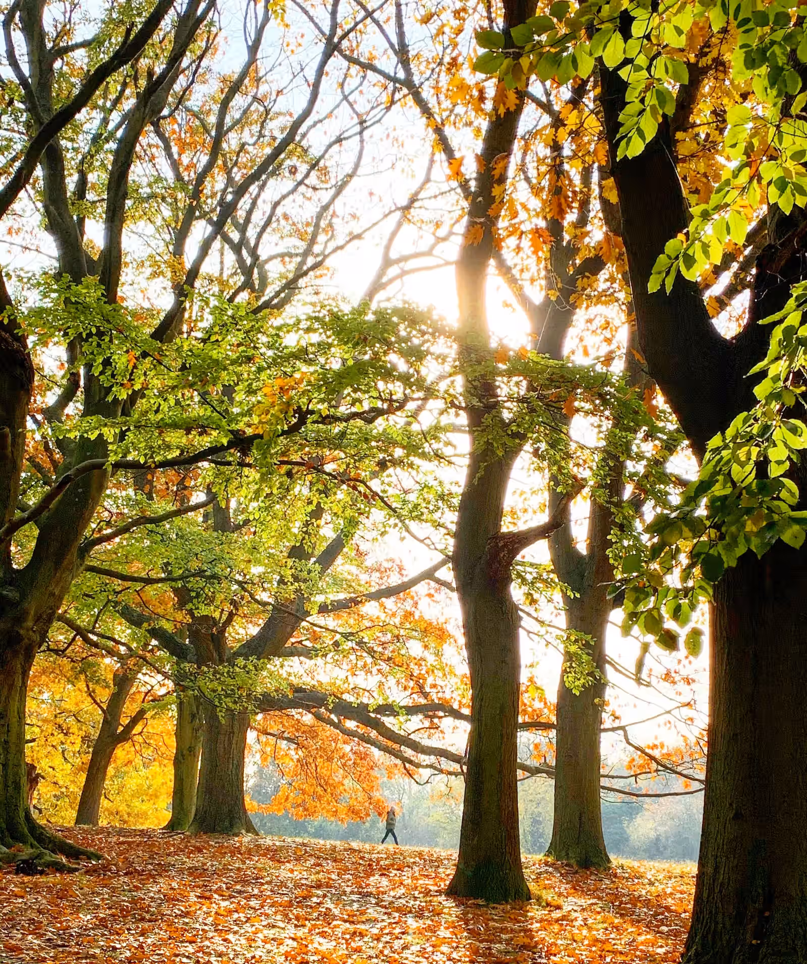 Hampstead Heath