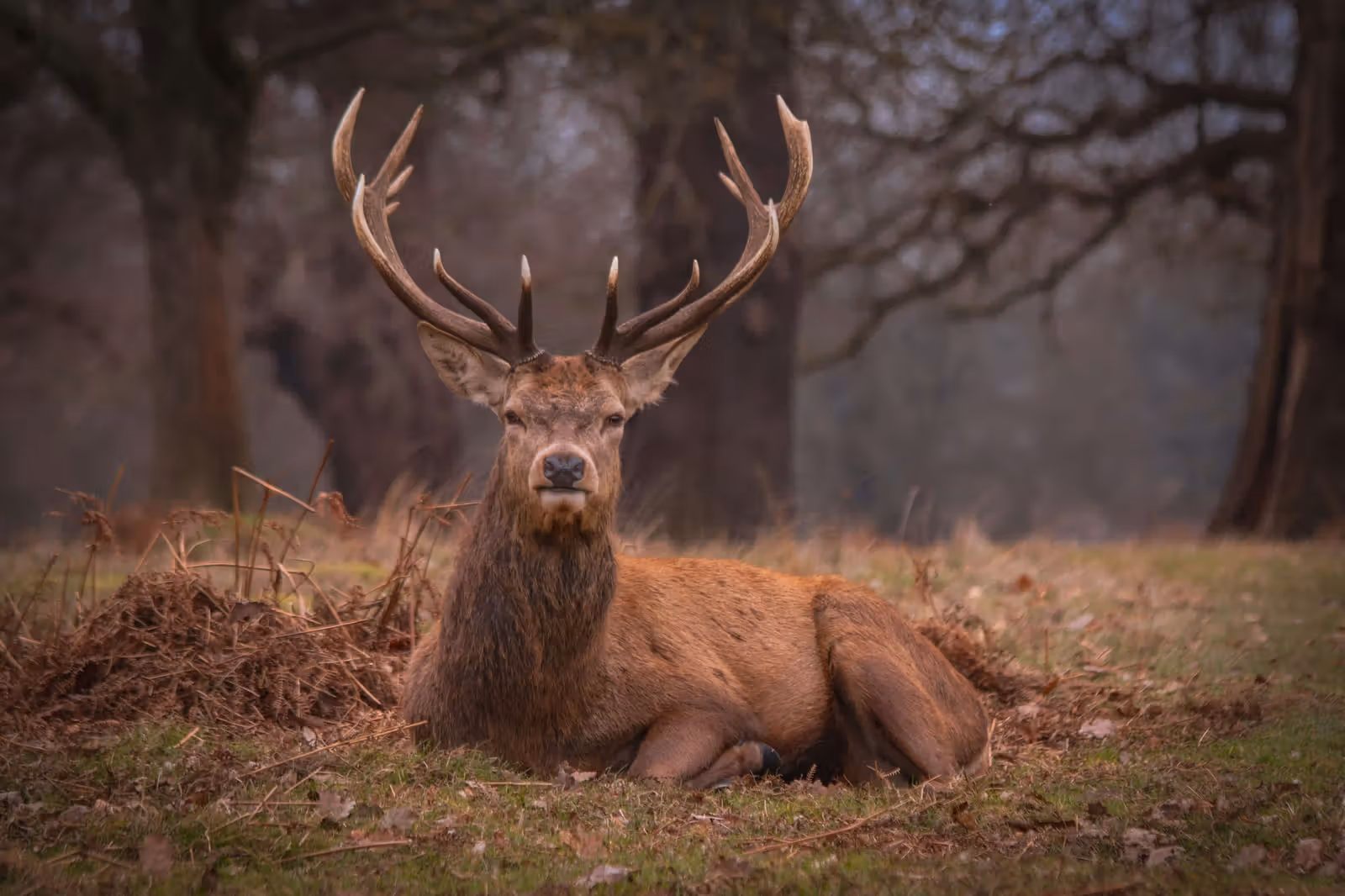 Richmond Park and the Deer Rut